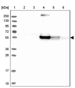 RINL Antibody in Western Blot (WB)