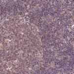 RINL Polyclonal Antibody