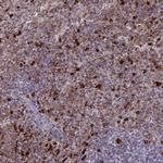 APOB48R Polyclonal Antibody