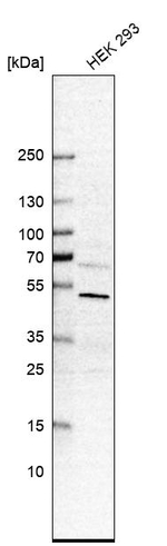 C19orf61 Antibody in Western Blot (WB)
