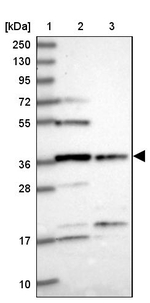 FAM118B Antibody in Western Blot (WB)