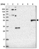 RINL Antibody in Western Blot (WB)