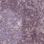 RINL Antibody in Immunohistochemistry (IHC)