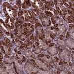 MRPS34 Antibody in Immunohistochemistry (Paraffin) (IHC (P))