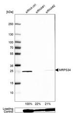 MRPS34 Antibody