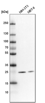 MRPS34 Antibody in Western Blot (WB)