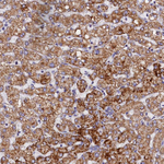 SLC39A3 Antibody in Immunohistochemistry (Paraffin) (IHC (P))