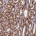 SLC39A3 Antibody in Immunohistochemistry (Paraffin) (IHC (P))