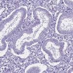 C20orf107 Antibody in Immunohistochemistry (Paraffin) (IHC (P))