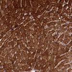 FAHD2A Polyclonal Antibody