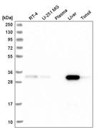 FAHD2A Antibody in Western Blot (WB)