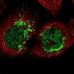 C19orf28 Polyclonal Antibody