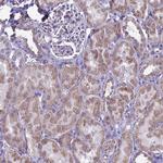 C19orf28 Antibody in Immunohistochemistry (Paraffin) (IHC (P))