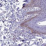 C19orf28 Antibody in Immunohistochemistry (Paraffin) (IHC (P))
