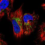 GTPBP3 Polyclonal Antibody