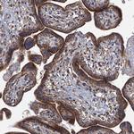 GTPBP3 Antibody in Immunohistochemistry (Paraffin) (IHC (P))