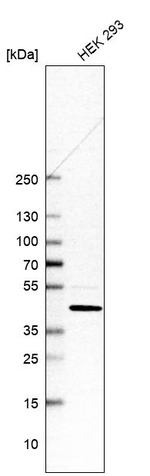GTPBP3 Antibody in Western Blot (WB)