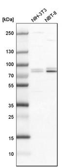 SNRK Antibody in Western Blot (WB)