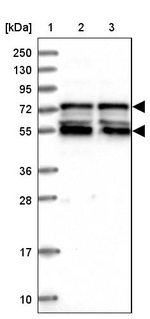 IRF2BP1 Antibody in Western Blot (WB)