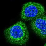 COMTD1 Polyclonal Antibody