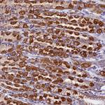 COMTD1 Antibody in Immunohistochemistry (Paraffin) (IHC (P))