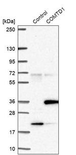 COMTD1 Antibody in Western Blot (WB)