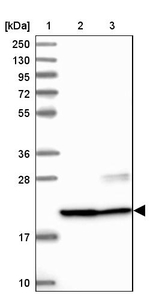 C9orf40 Antibody in Western Blot (WB)