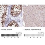 C9orf40 Antibody