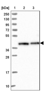 RBM4 Antibody in Western Blot (WB)