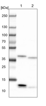 CIAPIN1 Antibody in Western Blot (WB)