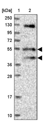FUZ Antibody in Western Blot (WB)