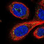 GPSM1 Polyclonal Antibody