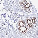 CCDC19 Antibody in Immunohistochemistry (Paraffin) (IHC (P))