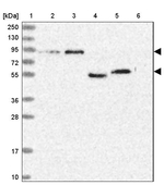 SH3D21 Antibody in Western Blot (WB)