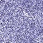 Aquaporin 12 Antibody in Immunohistochemistry (Paraffin) (IHC (P))