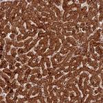 COX17 Antibody in Immunohistochemistry (Paraffin) (IHC (P))