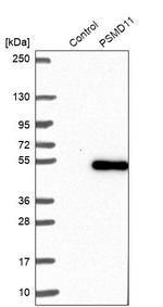 PSMD11 Antibody in Western Blot (WB)
