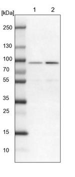 ASH2L Antibody in Western Blot (WB)