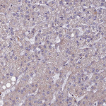 EDAR Antibody in Immunohistochemistry (Paraffin) (IHC (P))