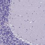 TMEM171 Antibody in Immunohistochemistry (Paraffin) (IHC (P))