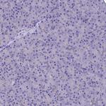 TMEM171 Antibody in Immunohistochemistry (Paraffin) (IHC (P))