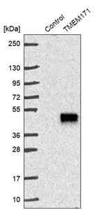 TMEM171 Antibody in Western Blot (WB)