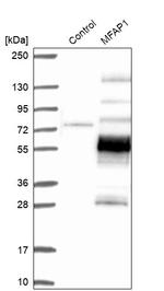 MFAP1 Antibody in Western Blot (WB)