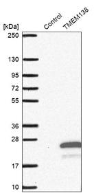 TMEM138 Antibody in Western Blot (WB)