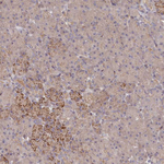 INTS4 Antibody in Immunohistochemistry (Paraffin) (IHC (P))