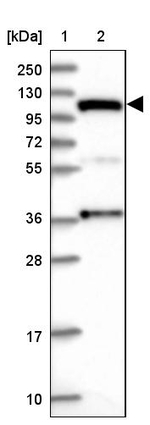 INTS4 Antibody in Western Blot (WB)
