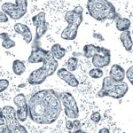 SCD5 Antibody in Immunohistochemistry (Paraffin) (IHC (P))