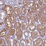 LHFPL2 Antibody in Immunohistochemistry (Paraffin) (IHC (P))