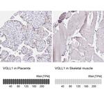 VGLL1 Antibody