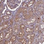 CLRN2 Antibody in Immunohistochemistry (Paraffin) (IHC (P))